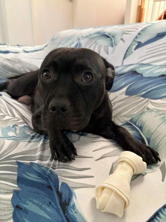 Staffordshire Bull Terrier for sale by VANILLAJAZZ