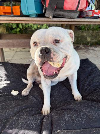 Staffordshire Bull Terrier for sale by VANILLAJAZZ