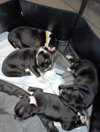 Staffordshire Bull Terrier for sale by VANILLAJAZZ