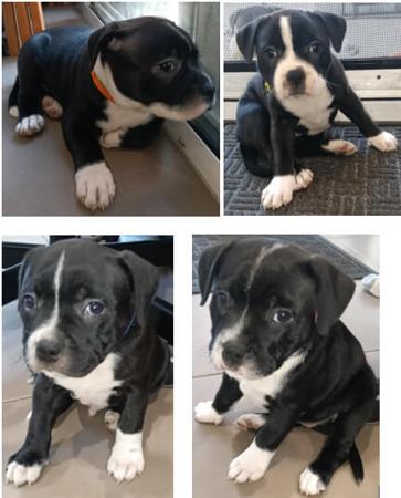 Staffordshire Bull Terrier for sale by VANILLAJAZZ