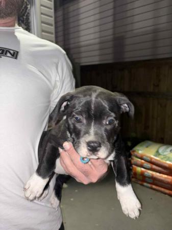 Staffordshire Bull Terrier for sale by VANILLAJAZZ