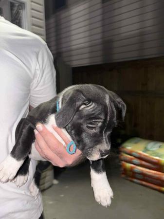 Staffordshire Bull Terrier for sale by VANILLAJAZZ