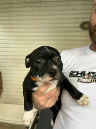 Staffordshire Bull Terrier for sale by VANILLAJAZZ