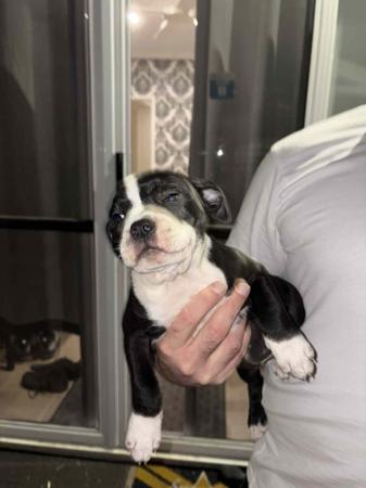 Staffordshire Bull Terrier for sale by VANILLAJAZZ