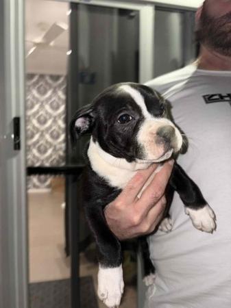 Staffordshire Bull Terrier for sale by VANILLAJAZZ