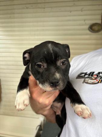 Staffordshire Bull Terrier for sale by VANILLAJAZZ