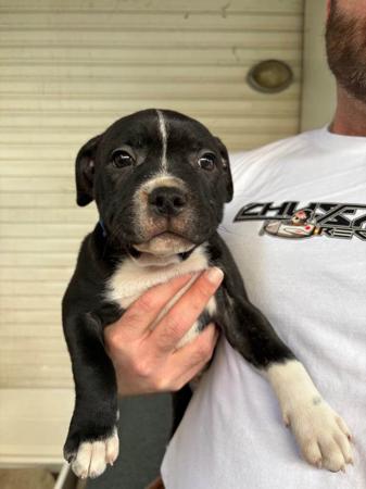 Staffordshire Bull Terrier for sale by VANILLAJAZZ