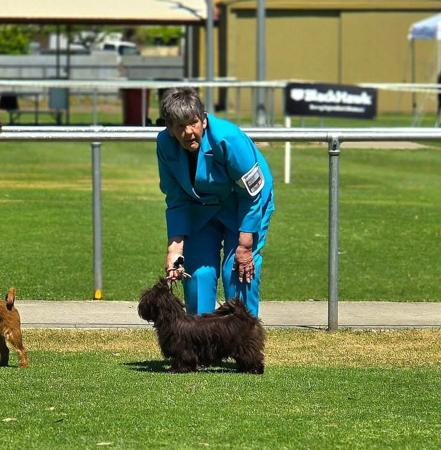 Havanese for sale by WENDIMING