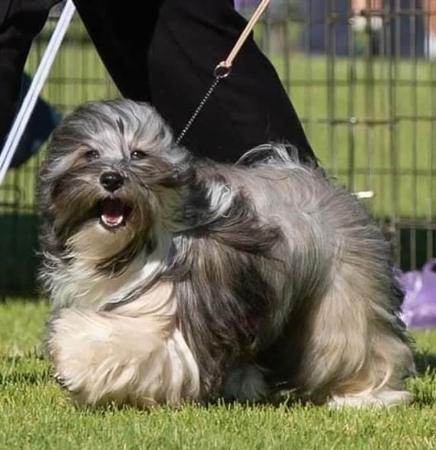 Havanese for sale by WENDIMING