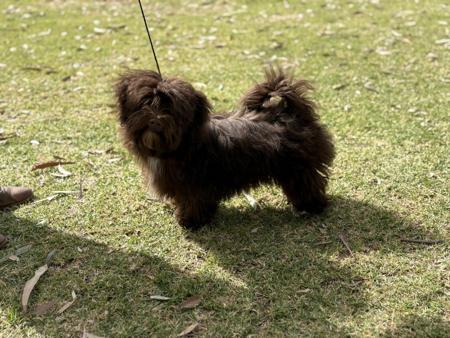 Havanese for sale by WENDIMING