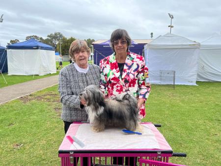 Havanese for sale by WENDIMING