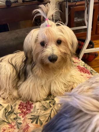 Havanese for sale by WENDIMING