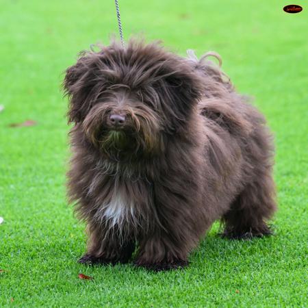 Havanese for sale by TOBY55WILLOW