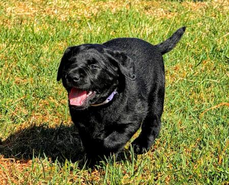 Labrador Retriever for sale by STABLEHILL