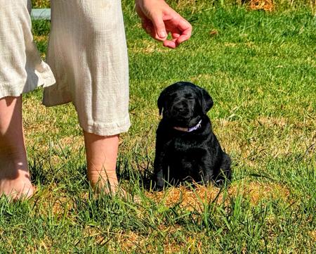 Labrador Retriever for sale by STABLEHILL