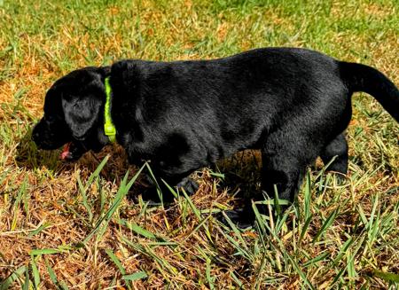 Labrador Retriever for sale by STABLEHILL
