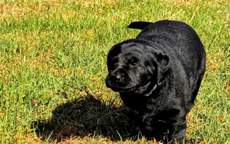 Labrador Retriever for sale by STABLEHILL