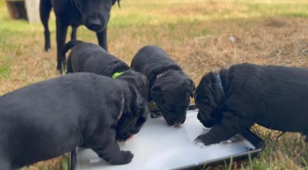 Labrador Retriever for sale by STABLEHILL