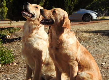 Golden Retriever for sale by IRONBARK