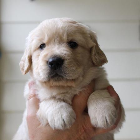 Golden Retriever for sale by IRONBARK