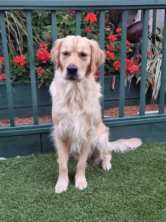 Golden Retriever for sale by IRONBARK