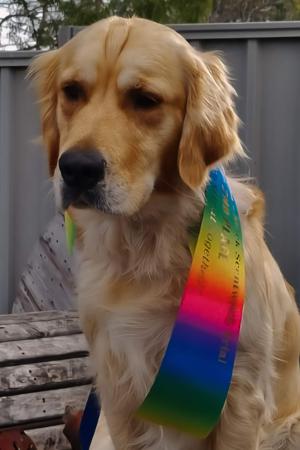 Golden Retriever for sale by IRONBARK