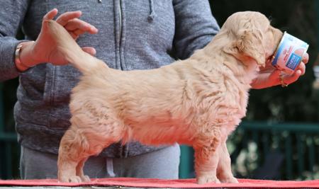 Golden Retriever for sale by IRONBARK