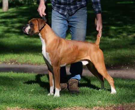 Aust ch Jaytyry Autumn Glory Boxer