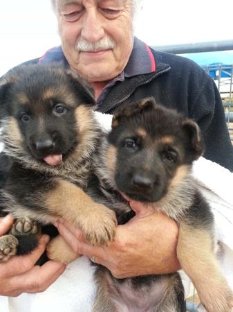 German Shepherd Dog for sale by UHLMSDORF01