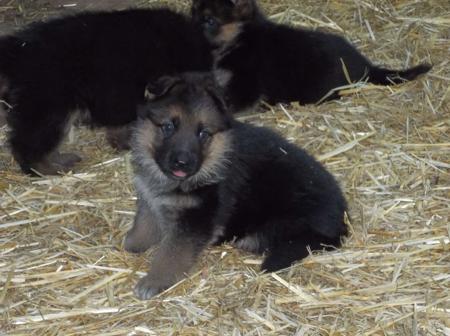 German Shepherd Dog for sale by UHLMSDORF