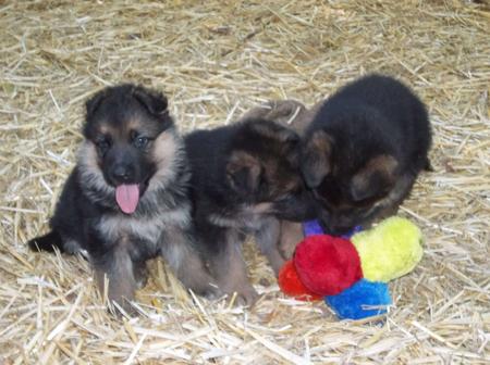 German Shepherd Dog for sale by UHLMSDORF