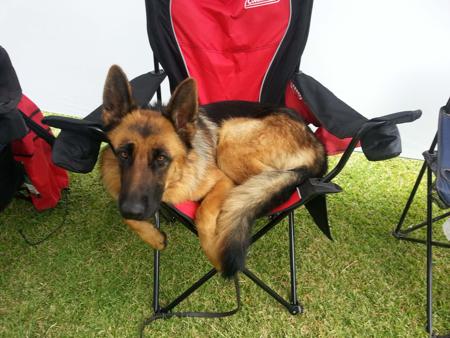 German Shepherd Dog for sale by UHLMSDORF