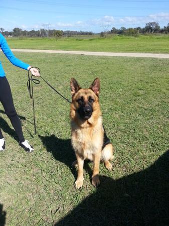 German Shepherd Dog for sale by UHLMSDORF