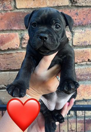 Staffordshire Bull Terrier for sale by ROKSTARPRIDE