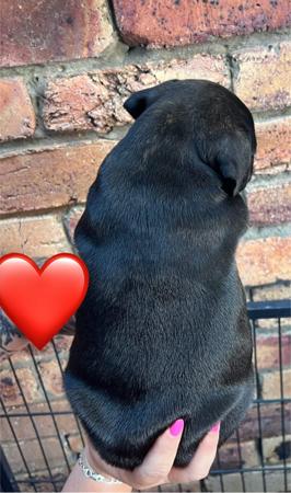 Staffordshire Bull Terrier for sale by ROKSTARPRIDE