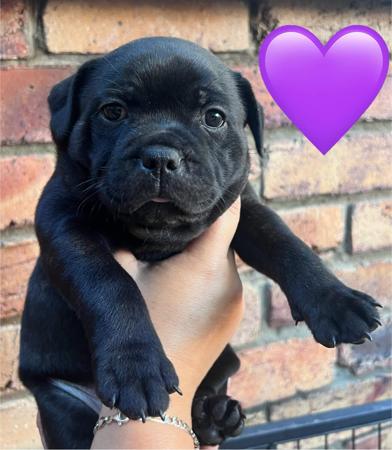 Staffordshire Bull Terrier for sale by ROKSTARPRIDE