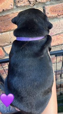 Staffordshire Bull Terrier for sale by ROKSTARPRIDE