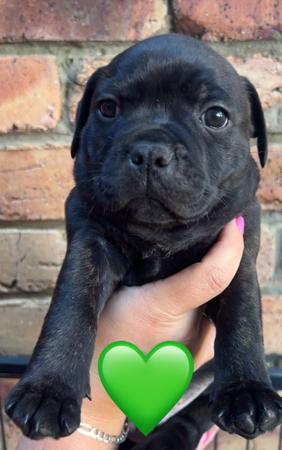 Staffordshire Bull Terrier for sale by ROKSTARPRIDE