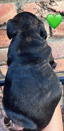 Staffordshire Bull Terrier for sale by ROKSTARPRIDE