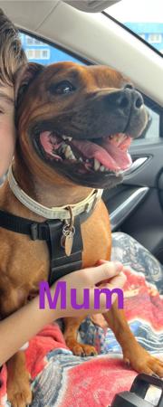 Staffordshire Bull Terrier for sale by ROKSTARPRIDE