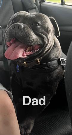 Staffordshire Bull Terrier for sale by ROKSTARPRIDE