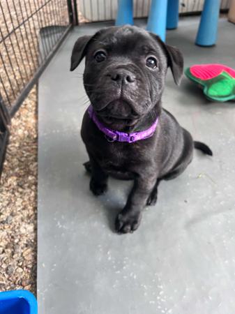 Staffordshire Bull Terrier for sale by ROKSTARPRIDE