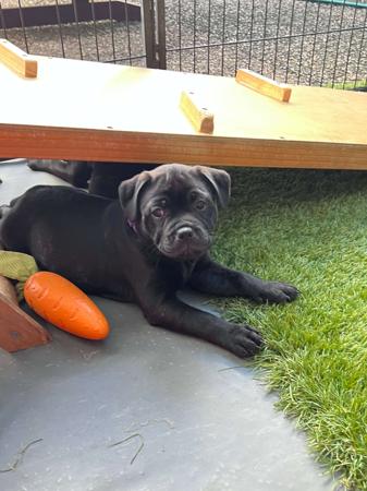 Staffordshire Bull Terrier for sale by ROKSTARPRIDE