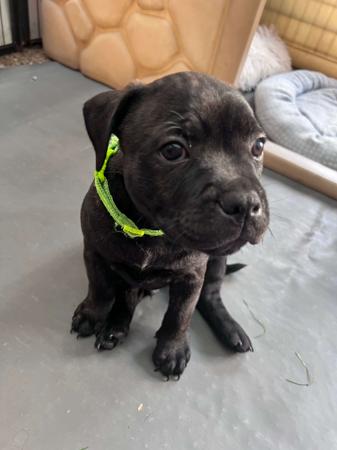 Staffordshire Bull Terrier for sale by ROKSTARPRIDE