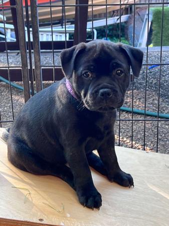 Staffordshire Bull Terrier for sale by ROKSTARPRIDE