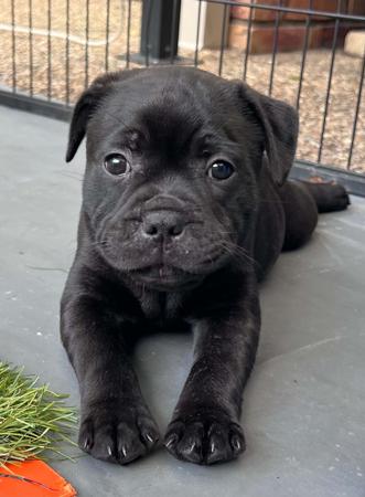 Staffordshire Bull Terrier for sale by ROKSTARPRIDE