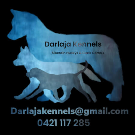Siberian Husky for sale by DARLAJA