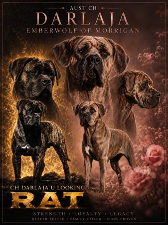 Cane Corso for sale by DARLAJA