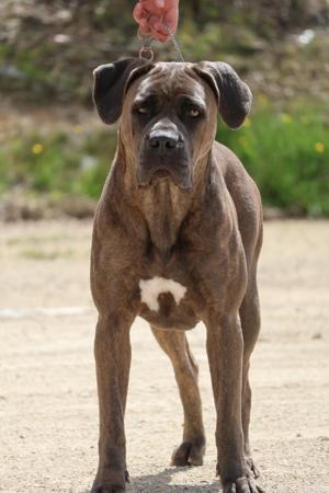 Cane Corso for sale by DARLAJA
