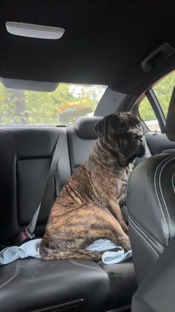 Cane Corso for sale by DARLAJA